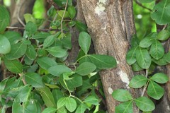 Naringi alata